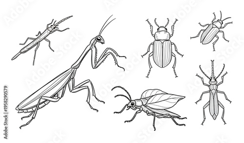 Hand drawn insect outline icon set with mantis beetle and leaf bug sketch illustration isolated on transparent background