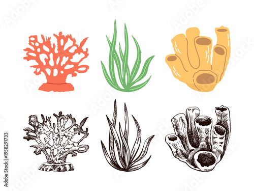 Cute hand drawn colored marine set with coral seaweed and sponge in flat and vintage line style
