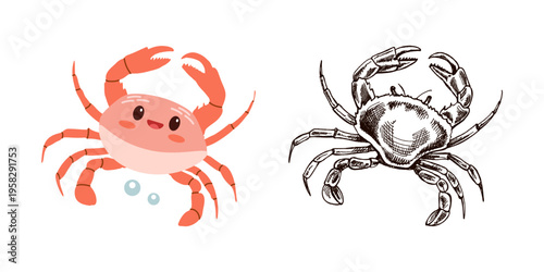 Cute hand drawn colored marine crab in flat and vintage line style ocean aquatic vector illustration set