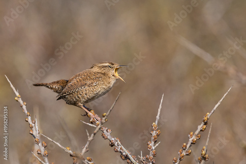 A wren, a little brown bird that makes a lot of noise.