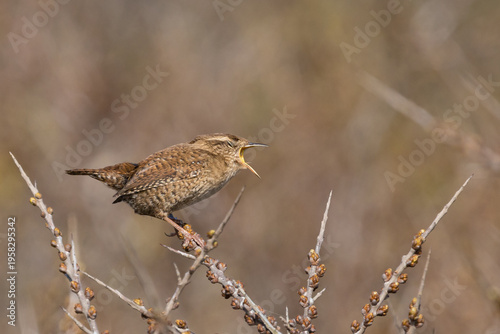 A wren, a little brown bird that makes a lot of noise.