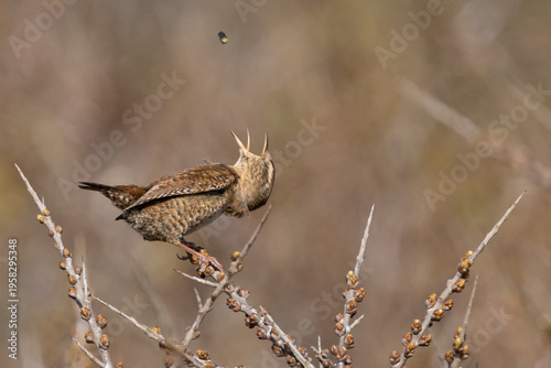 A wren, a little brown bird that makes a lot of noise.