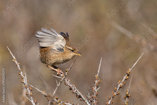 A wren, a little brown bird that makes a lot of noise.
