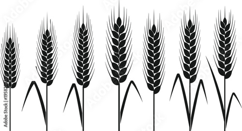 Wheat Ear Black Silhouette Collection Set, Organic Grain Barley Stalk Illustration for Agriculture Design, Cereal Plant Vector Isolated on White