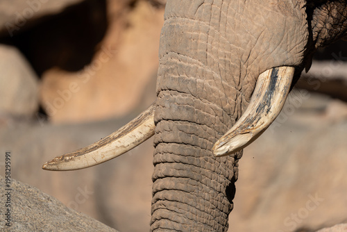 Close up of elephant tusks and wrinkled trunk