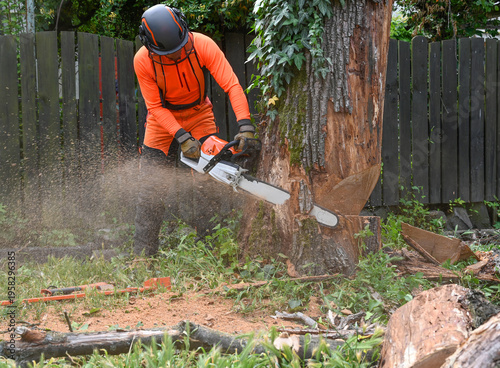 Arborist Felling Tree with Chainsaw