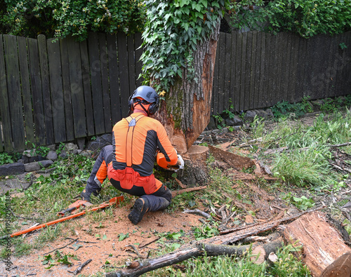 Arborist Felling Tree with Chainsaw
