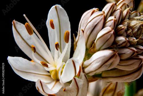 Gamoncillo o gamón blanco (Asphodelus albus)Asfódelo, varilla de San José,  es una planta herbácea perenne nativa de la región mediterránea. primer plano de flores con fondo oscuro.