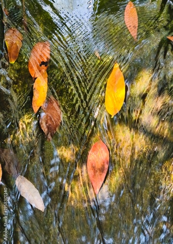 autumn leaves in water