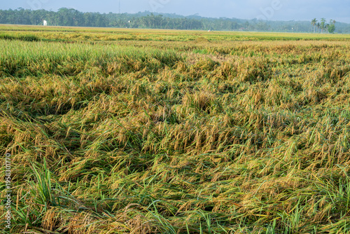 фотографія High angle view of golden rice plants flattened by heavy rain and wind in a rura