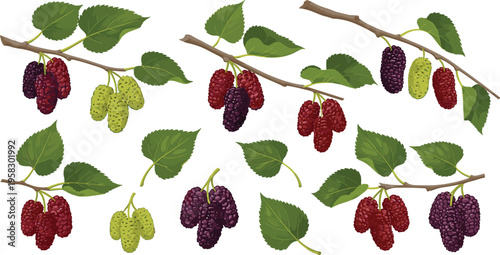 Mulberry fruit branch vector set with leaves and ripe berries, red and black mulberries botanical collection isolated on white background illustration