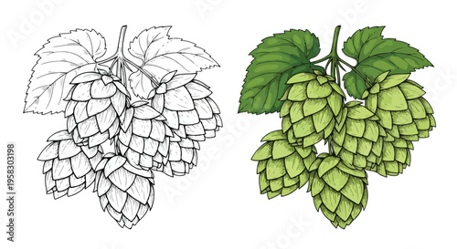 Illustration of hop cones, one outlined in black and white and the other colored green with leaves on a white background.