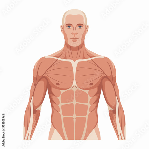 Anatomical human muscular system figure showing chest and abdominal muscles in a front view for medical education and scientific illustration, isolated on white background, ideal for sports science de