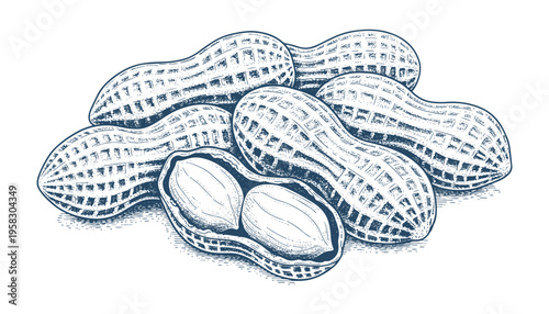 Peanut in shell and opened nut vector illustration group sketch on transparent background engraving