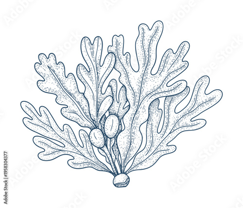 Seaweed plant with branches and berries, underwater flora vector illustration