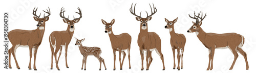 White-tailed deer family collection, set of realistic graceful stags with antlers, does and spotted fawn, wild forest animals isolated on white background for hunting, nature and wildlife design
