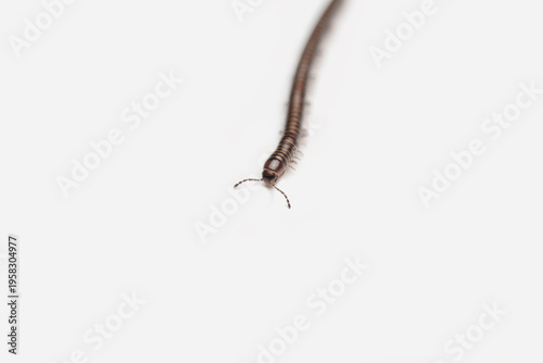 Closeup of a Millipede on a White Background