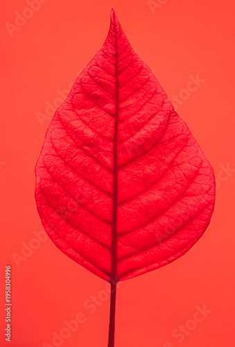Red Poinsettia Leaf on a Red Background