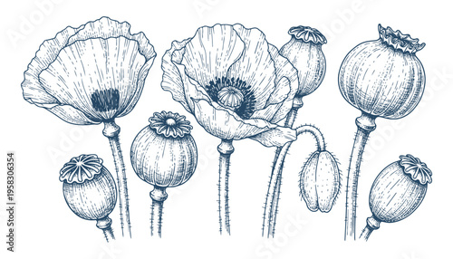 Poppy flowers and seed heads with detailed petals and leaves, vector illustration