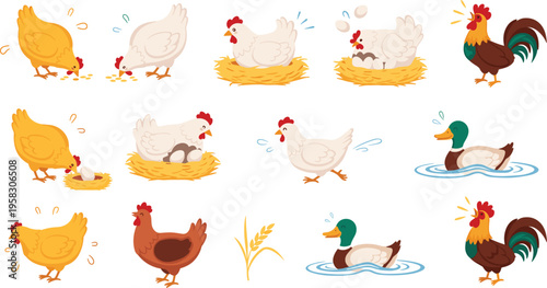 Farm poultry animals vector set with chickens, hens, rooster and ducks, egg laying, nesting and rural farming illustration collection