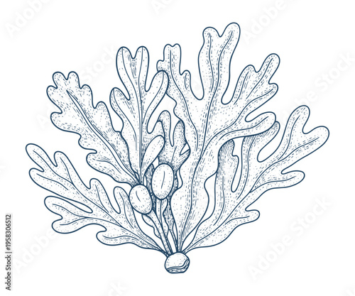 Seaweed plant with branches and berries, underwater flora vector illustration
