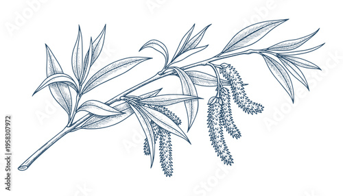 Willow tree branch with hanging catkins and leaves botanical vector illustration transparent background