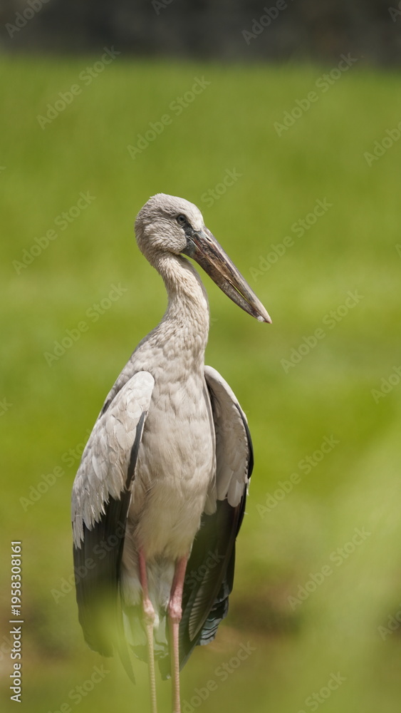 Fototapeta premium This image shows a close-up profile of the same Asian Openbill (Anastomus oscitans) perched on a metallic railing.