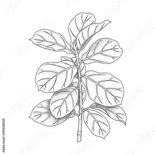 Fiddle leaf fig plant vector illustration detailed drawing isolated on transparent background