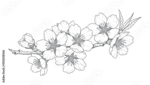 Almond tree branch with flowers and buds vector illustration isolated on transparent background item