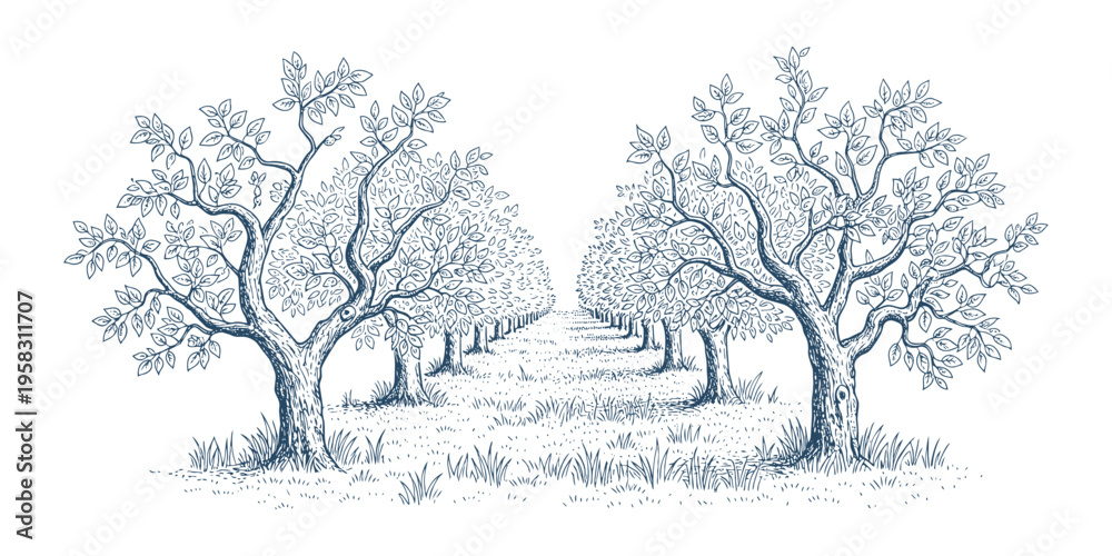 Obraz premium Orchard with rows of fruit trees, detailed hand drawn agricultural vector illustration