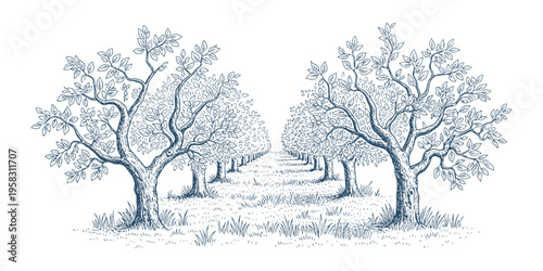Orchard with rows of fruit trees, detailed hand drawn agricultural vector illustration