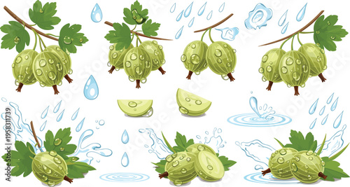 Gooseberry fruit vector set with branches, leaves and water splashes, fresh green berries collection with slices isolated on white background illustration