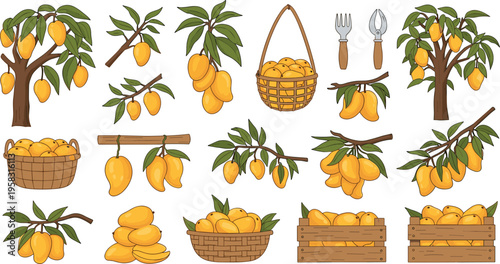 Loquat fruit harvest vector set with trees, branches, baskets and ripe yellow fruits, fresh orchard collection isolated on white background illustration