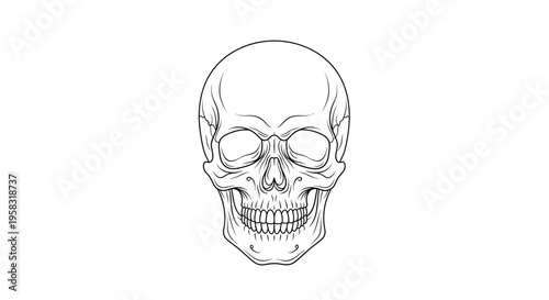 Human Skull Outline Drawing, Anatomical Head Skeleton, Black and White Illustration