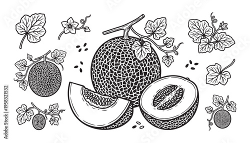 Cantaloupe vector illustration with detailed whole and sliced melons, seeds and vine leaves