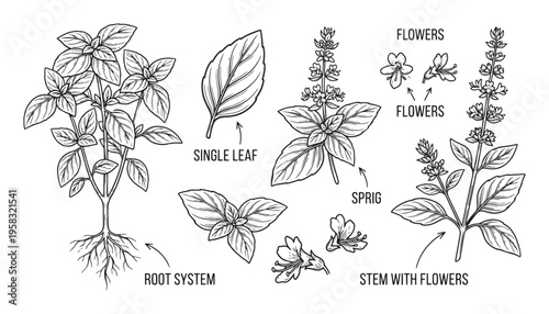 Basil herb plant vector illustration showing root system and flower sprig on transparent background