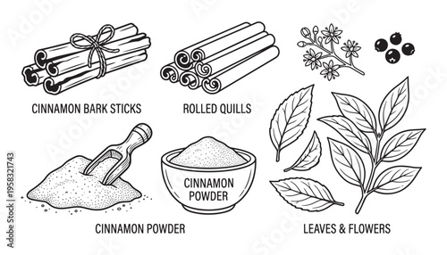 Cinnamon vector illustration detailing bark sticks, rolled quills, powder, and leaves