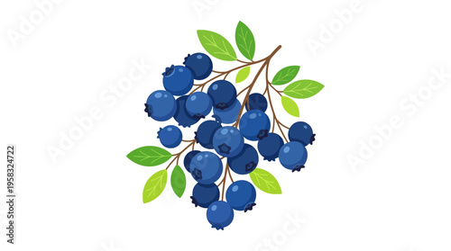 Fresh Blueberries on a Branch with Green Leaves.