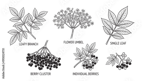 Elderberry plant parts vector illustration showcasing leaves, flowers, and berry clusters