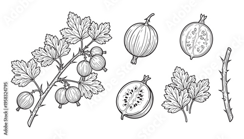 Gooseberry plant vector illustration with branch, whole fruit, and cross-section details