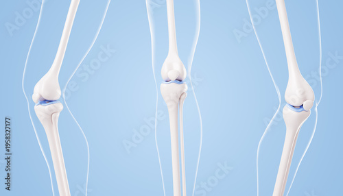 Konstfotografi Healthy knee joint anatomy 3D models - bone structure, human leg in straight and bent positions on blue background