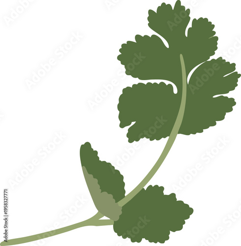 Coriander Leaf Illustration Cilantro Herb Green Plant