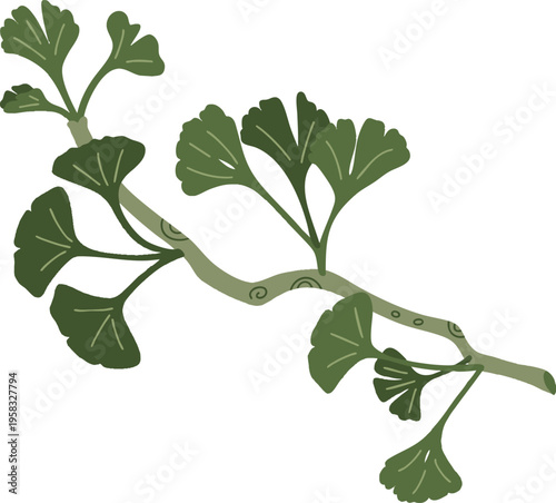 Ginkgo Biloba Leaf Branch Illustration Green Botanical