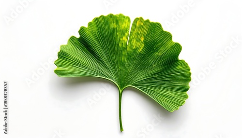 Single Green Ginkgo Leaf Isolated on White Background.