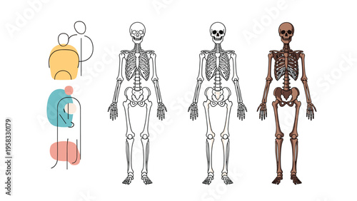 Multiple versions of human skeleton anatomical models showing front view from stylized to detailed medical representations.