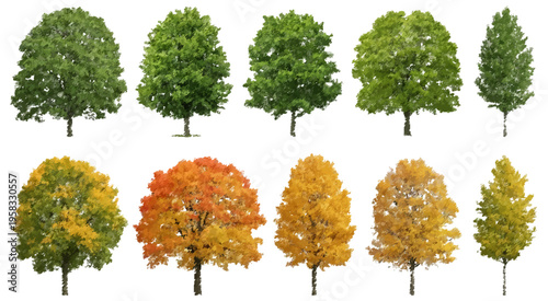 Autumn and Summer Trees Isolated on White Background, Seasonal Tree Collection with Green and Orange Foliage, Nature Stock Photo for Landscape Design, Botanical Elements and Environmental Concepts