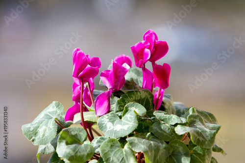pink and white flowers