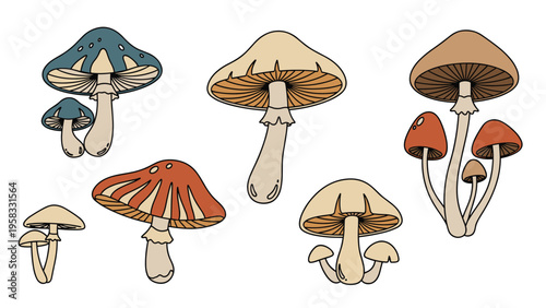 Selection of various wild mushrooms in different sizes, shapes, and colors including blue, tan, and orange on a white surface.