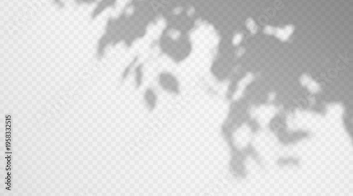 Botanical leaf shadow overlay on transparent background.. Natural blurred branch design element for organic texture background.