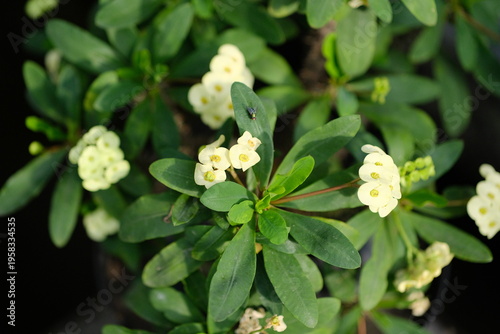 Vibrant yellow Euphorbia flowers blooming in a sunny garden, high-quality botanical macro photography for nature background
